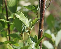 Speckled Alder